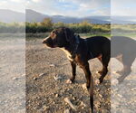 Small #15 Borador