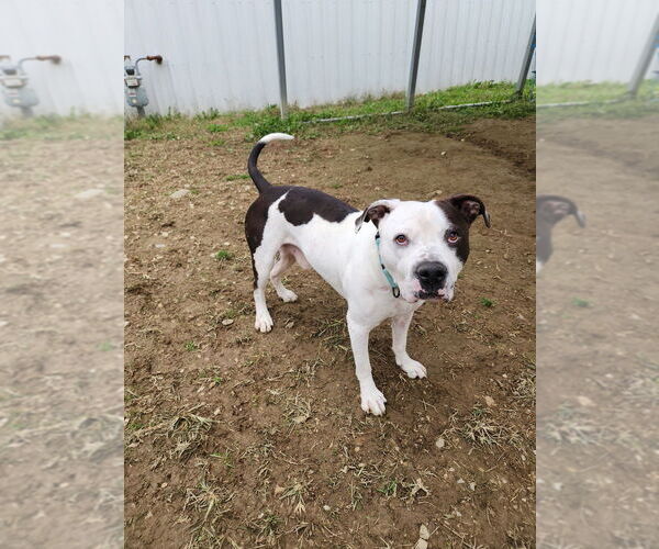 Medium Photo #3 Mutt Puppy For Sale in Evansville, IN, USA