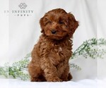 Small Photo #1 Cavapoo Puppy For Sale in EAST EARL, PA, USA