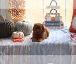 Small Photo #1 Goldendoodle (Miniature) Puppy For Sale in FAIR GROVE, MO, USA