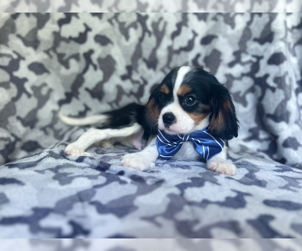 Medium Photo #8 Cavalier King Charles Spaniel Puppy For Sale in LAKELAND, FL, USA