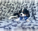 Small #7 Cavalier King Charles Spaniel