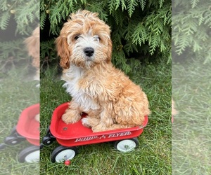 Yorkshire Terrier Puppy for sale in MIDDLEBURY, IN, USA