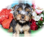 Small Photo #3 Yorkshire Terrier Puppy For Sale in HAMMOND, IN, USA