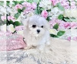 Small Photo #62 Maltese Puppy For Sale in HAYWARD, CA, USA