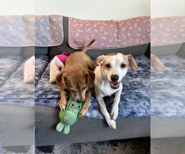 Medium Photo #6 Chihuahua-Whippet Mix Puppy For Sale in Cave Creek, AZ, USA
