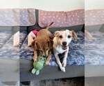 Small #5 Chihuahua-Whippet Mix