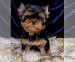 Small #1 Yorkshire Terrier