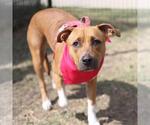 Small American Staffordshire Terrier Mix