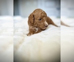 Small #5 Poodle (Standard)