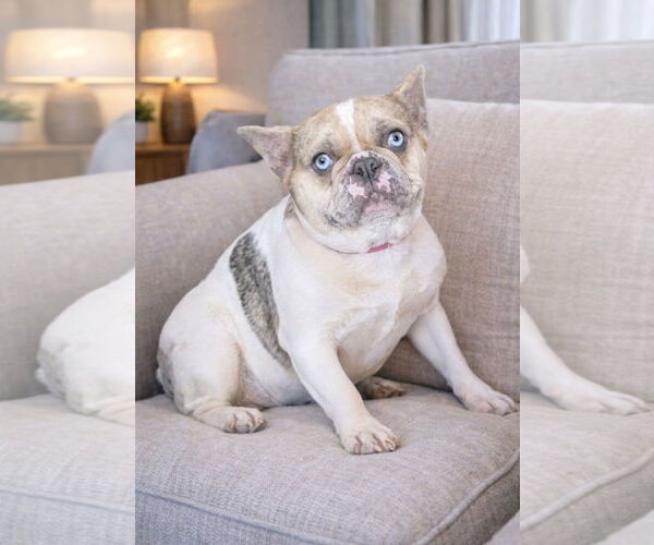 Medium Photo #1 French Bulldog Puppy For Sale in Bon Carbo, CO, USA