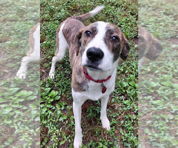 Medium Photo #3 Mountain Cur-Unknown Mix Puppy For Sale in Boston, MA, USA