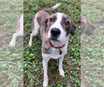 Small #2 Mountain Cur Mix