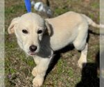 Small Photo #3 Labrador Retriever-Unknown Mix Puppy For Sale in Yardley, PA, USA