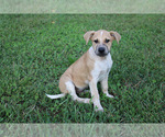 Small Photo #7 Box heeler Puppy For Sale in RANGER, GA, USA