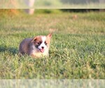 Small #8 Pembroke Welsh Corgi