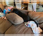 Small Photo #4 Rottweiler Puppy For Sale in Mills, WY, USA