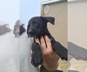 Dachsador Dogs for adoption in Aurora, IN, USA