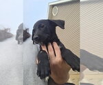 Small Dachsador