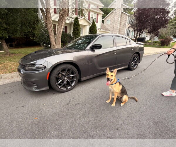 Medium Photo #4 German Shepherd Dog Puppy For Sale in La Grange , NC, USA