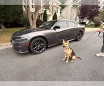 Small #3 German Shepherd Dog