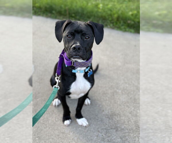 Medium Photo #6 Mutt Puppy For Sale in Springdale, PA, USA