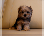 Honey - Female Yorkshire Terrier Puppy for Sale - Photo #3