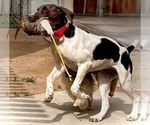 Small #1 German Shorthaired Pointer