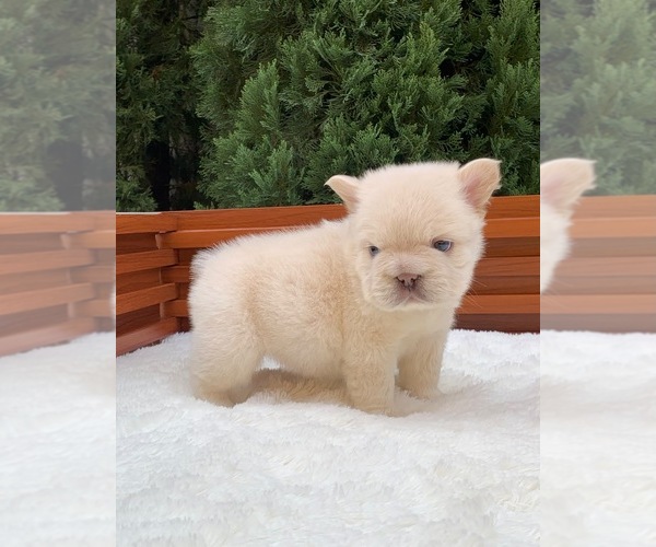 Medium Photo #2 French Bulldog Puppy For Sale in SAN DIEGO, CA, USA