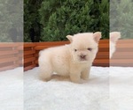 Small #1 French Bulldog