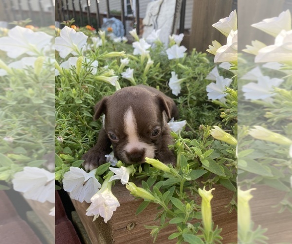 Medium Photo #6 Boston Terrier Puppy For Sale in FREDONIA, KS, USA