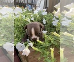 Small #5 Boston Terrier