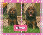 Small Bloodhound