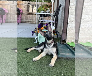 German Shepherd Dog Dogs for adoption in Roseville, MN, USA