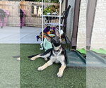 Small German Shepherd Dog