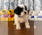 Small #30 Morkie
