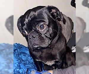 Pug Dogs for adoption in Mount Airy, NC, USA