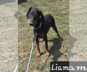 Doberman Pinscher Puppy for sale in POMEROY, OH, USA