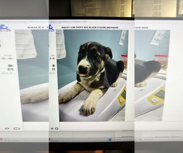 Medium Photo #2 German Shepherd Dog-Unknown Mix Puppy For Sale in Woodbury, NY, USA