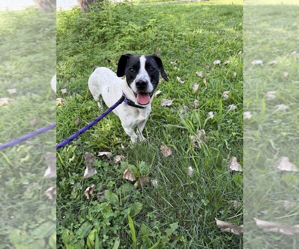 Medium Photo #2 Labrador Retriever-Unknown Mix Puppy For Sale in Elmsford, NY, USA
