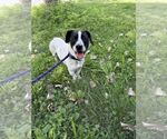 Small #1 Labrador Retriever Mix