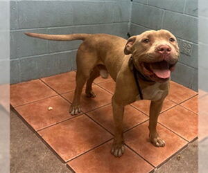 American Pit Bull Terrier Dogs for adoption in Downey, CA, USA