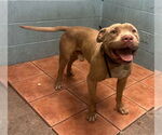 Small American Pit Bull Terrier