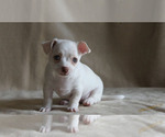 Small #1 Chihuahua