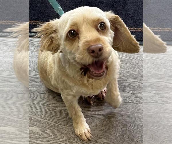 Medium Photo #7 Cock-A-Poo Puppy For Sale in Westminster, MD, USA