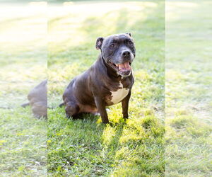 Puppy - Male Staffordshire Bull Terrier-Unknown Mix Dog for Adoption - Photo #9