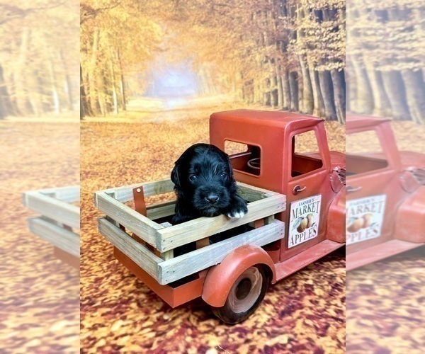 Medium Photo #14 Goldendoodle (Miniature) Puppy For Sale in HALTOM CITY, TX, USA