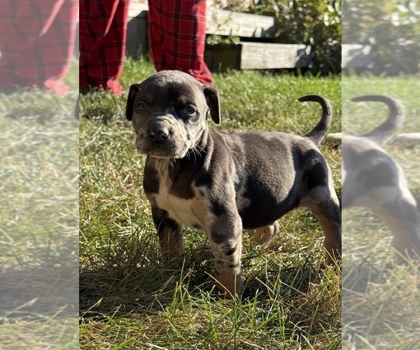 Medium Photo #4 Catahoula Leopard Dog Puppy For Sale in BUSHNELL, IL, USA