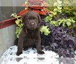 Small #3 Labrador Retriever