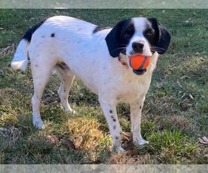 Buddy II *COURTESY LISTING - Male Lab-Pointer Dog for Adoption - Photo #2